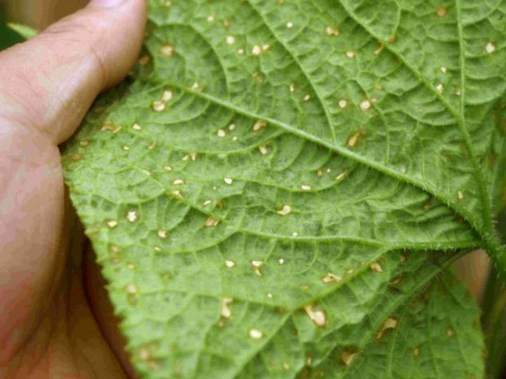  p>甜瓜细菌性角斑病是由丁香假单胞杆菌黄瓜角斑病致病型引起的,发生