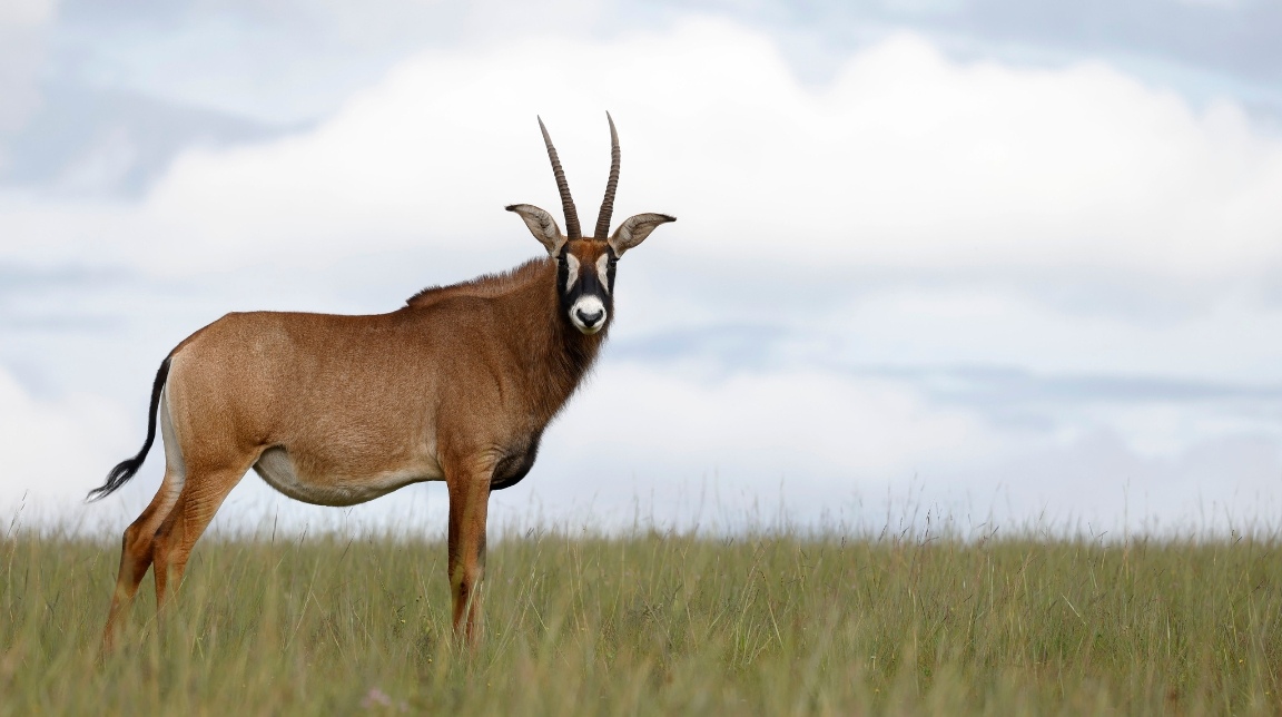  p data-id="gnanz08qd2">马羚( roan antelope),是 a target="_blank