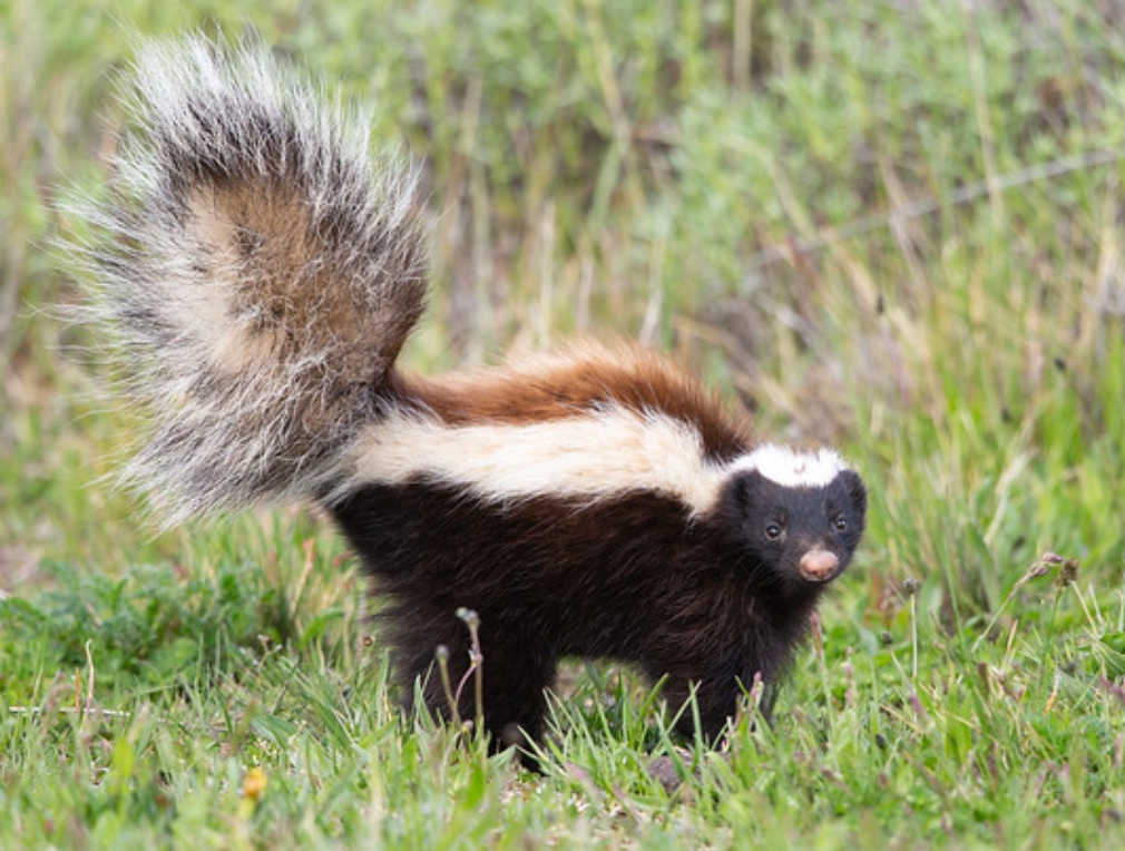  p>巴塔哥尼亚獾臭鼬(学名: i>conepatus humboldtii /i>):是臭鼬科
