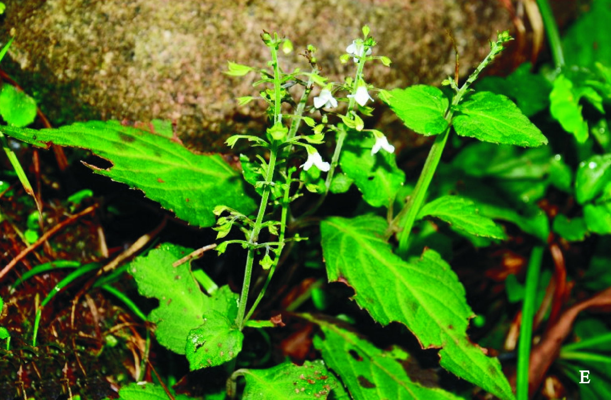 是唇形科,喜雨草属植物.