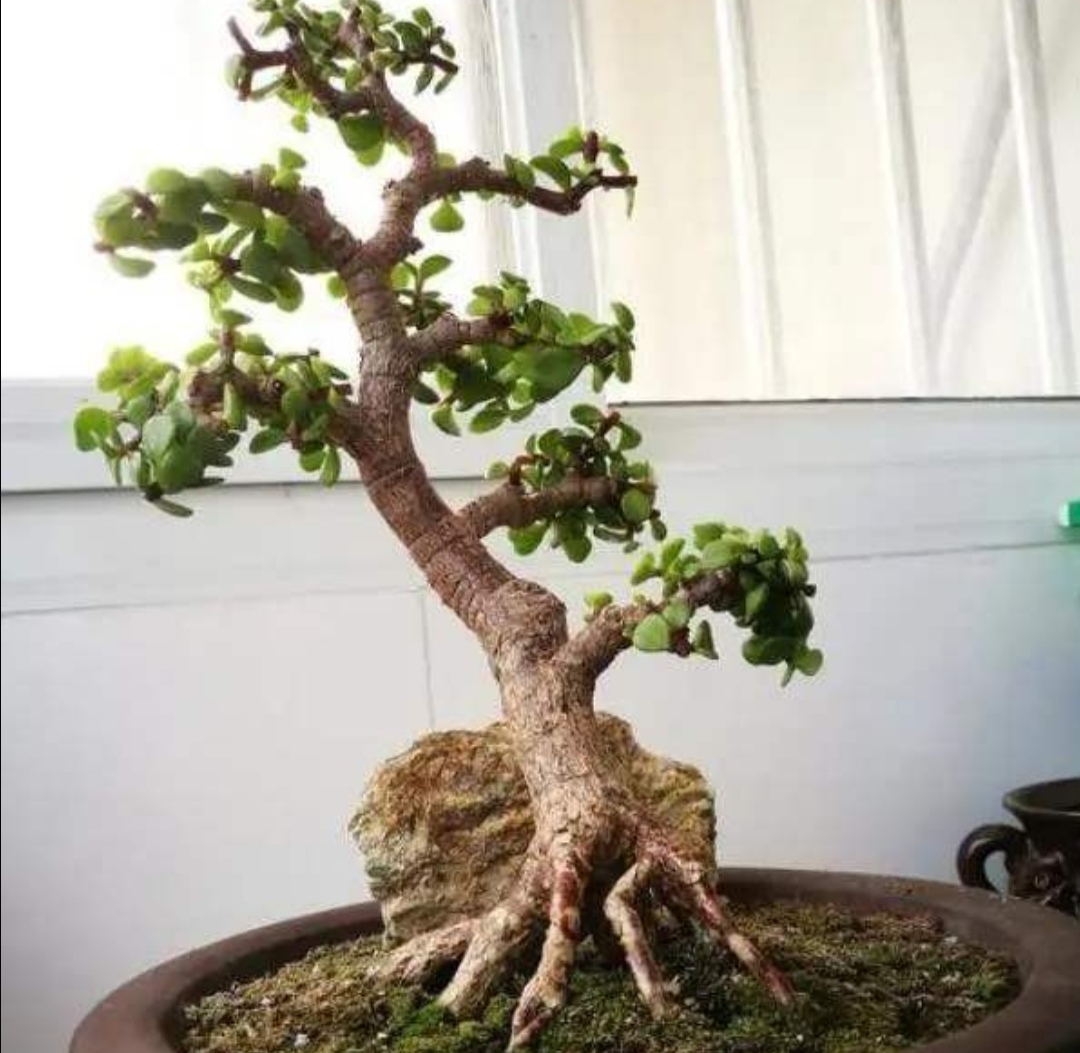 养金枝玉叶盆景，掌握三个养护要点，长得粗壮，株型美观_百科TA说