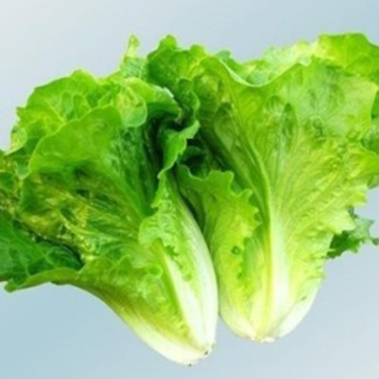 软尾生菜
