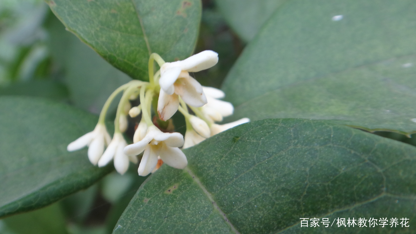 家养桂花 不开花 怎么办 学会以下六点 花开不停 百科ta说