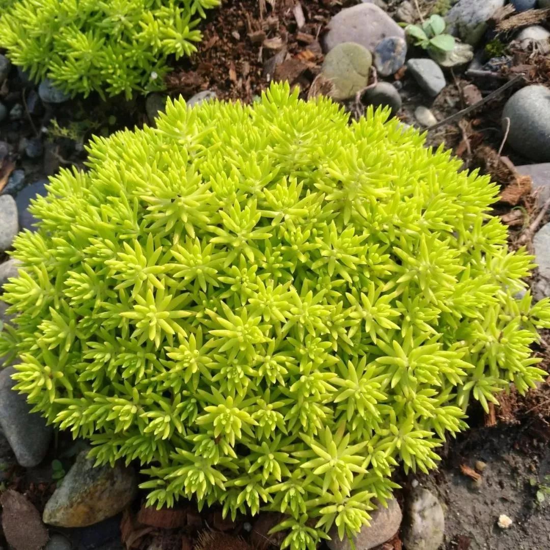 等萼佛甲草(存疑种)