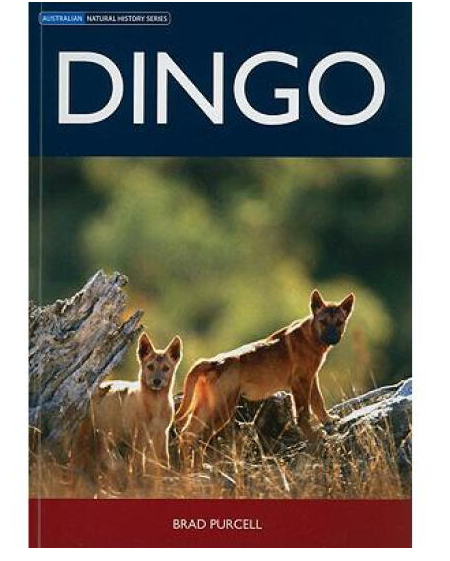 dingo