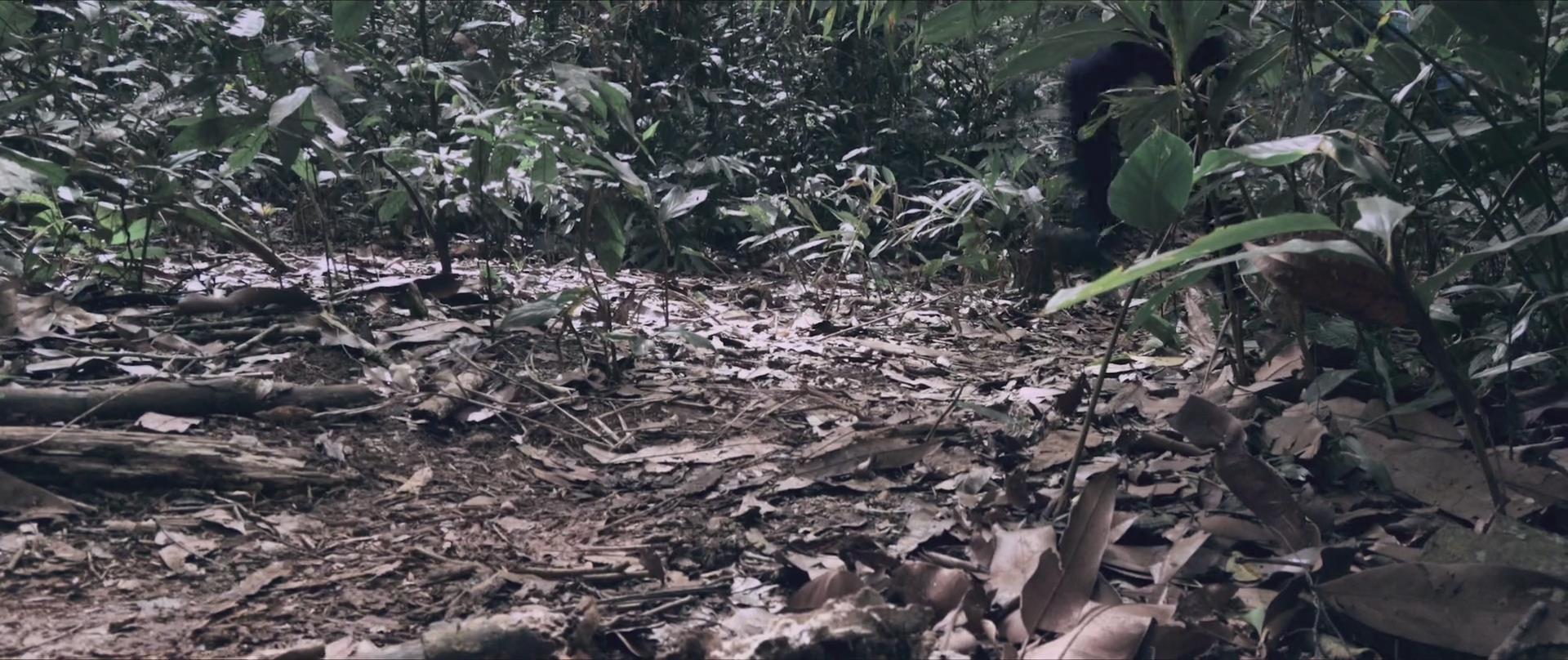 《雾山》是phan anh,ken dinh执导,peter pham等主演的动作片,该片于