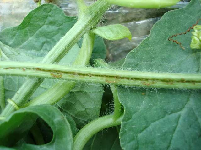 甜瓜蔓枯病