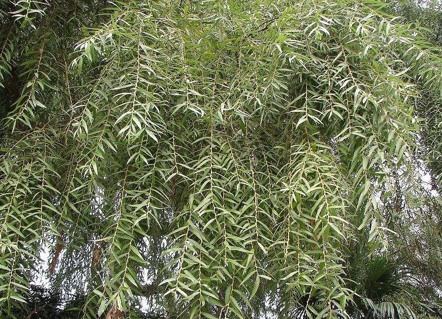 是杨柳科,柳属 a href="#" data-lemmaid="33239">乔木 /a>,高可达20