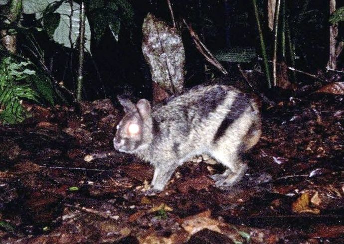  p>苏门答腊纹兔(学名: i>nesolagus netscheri /i>):兔科,纹兔属动物