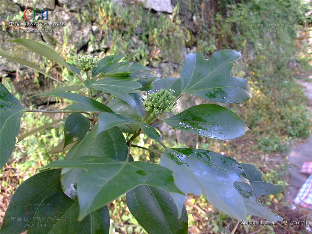  p>树参属(学名:dendropanax decne. et planch.