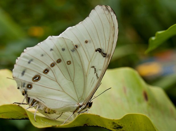  p>白摩尔闪蝶(学名: i>morpho epistrophus /i>),鳞翅目,蛱蝶科,闪蝶