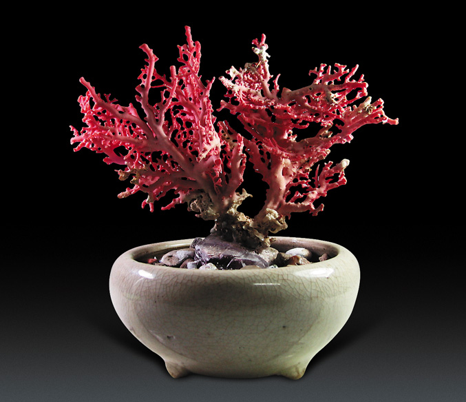 红珊瑚盆景