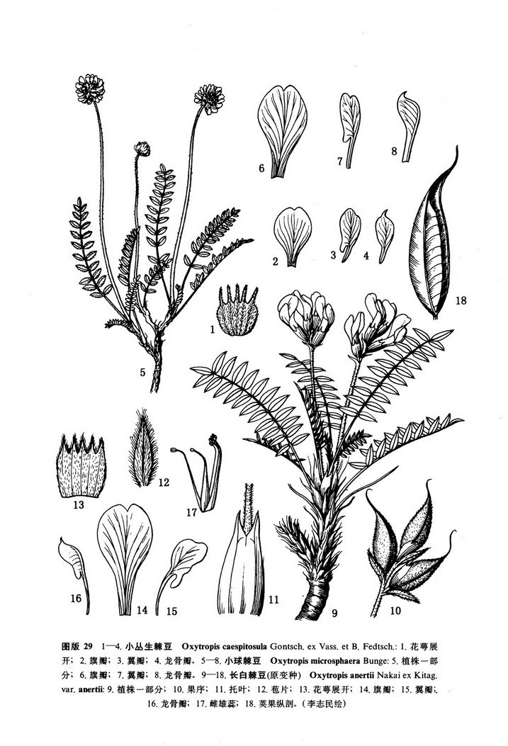 oxytropis caespitosula gontsch.