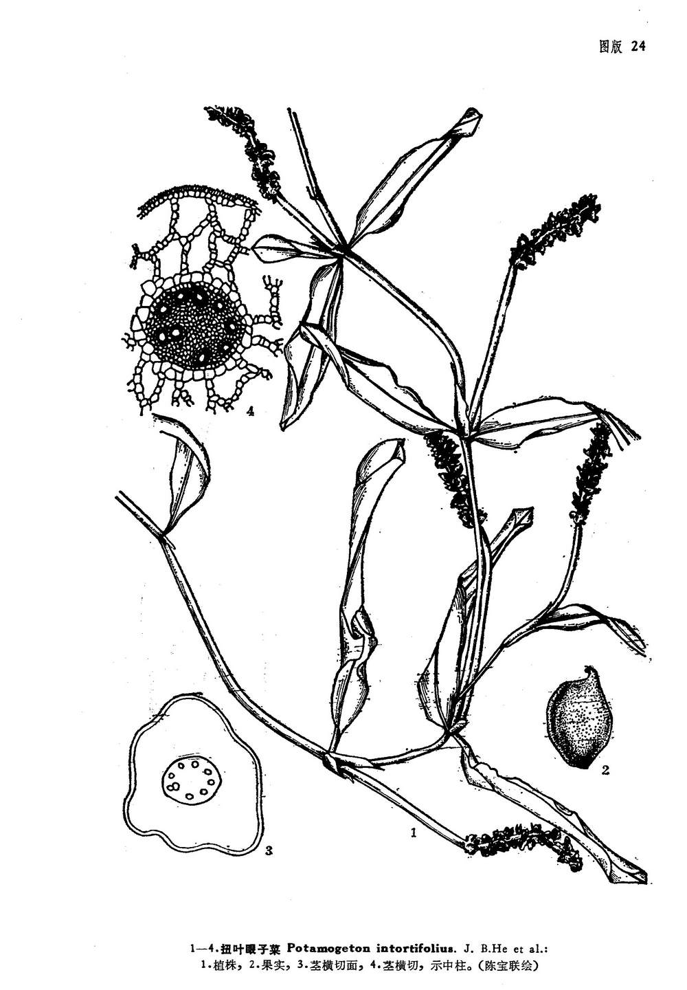  p>扭叶眼子菜(potamogeton intortifolius j. b. he et al.