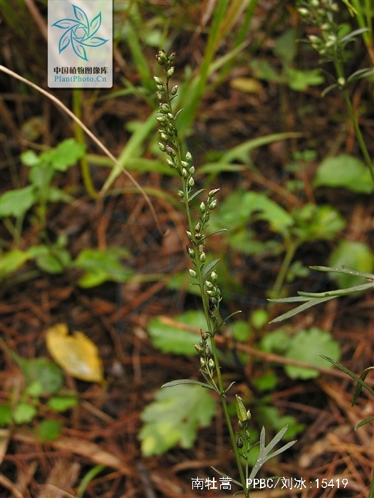 artemisia eriopoda bge.