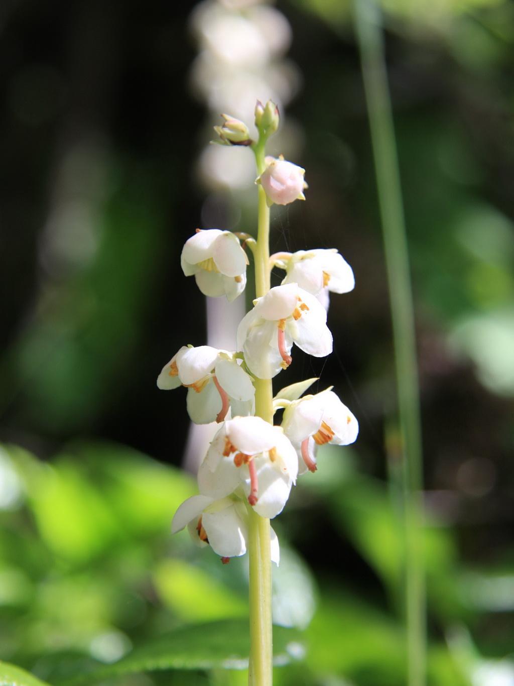  p>皱叶鹿蹄草,拉丁学名:pyrola rugosa.