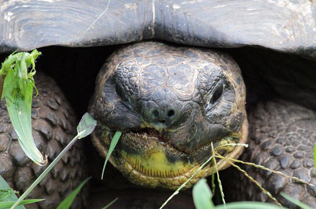 galapagos giant tortoise