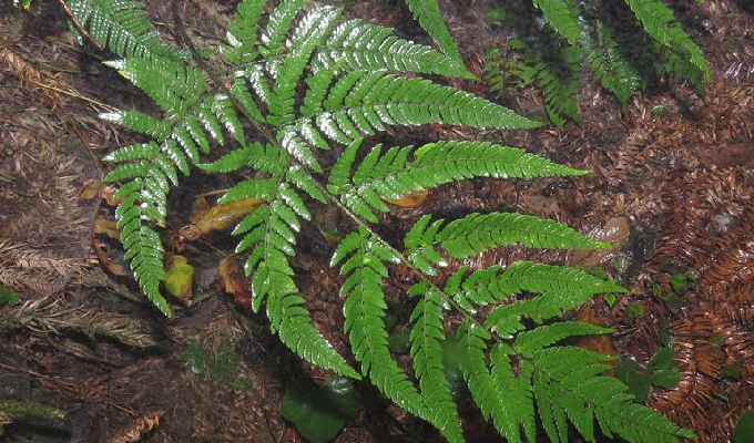  p>太平鳞毛蕨是鳞毛蕨科 a href="#" data-lemmaid="2864823">鳞毛蕨