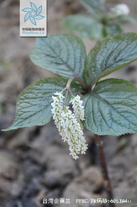  p> b>台湾金粟兰 /b>( a target="_blank" href="/item/学名">学名 