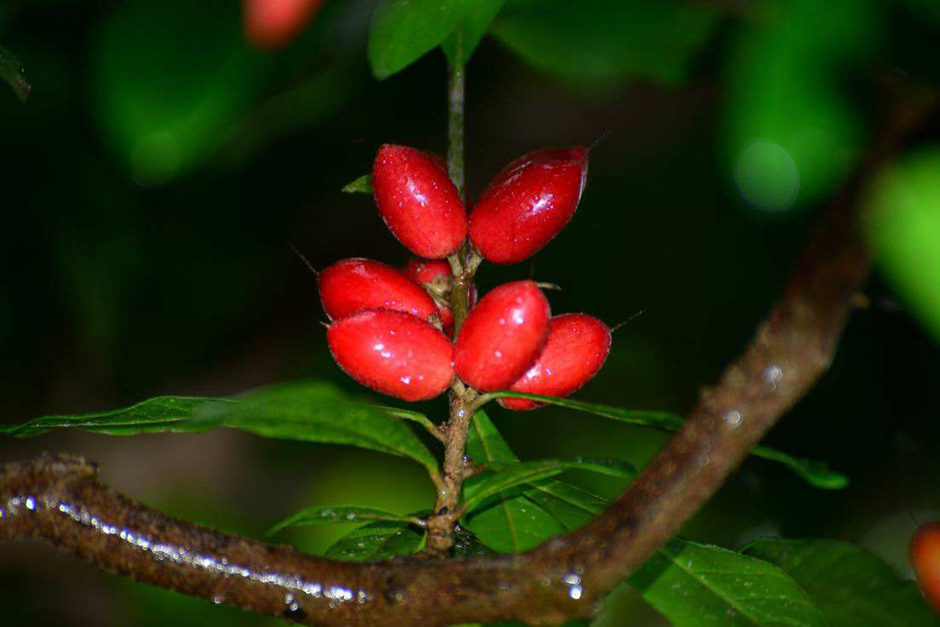  p>神秘果(学名: i>synsepalum /i>  i>dulcificum /i> (schumach.