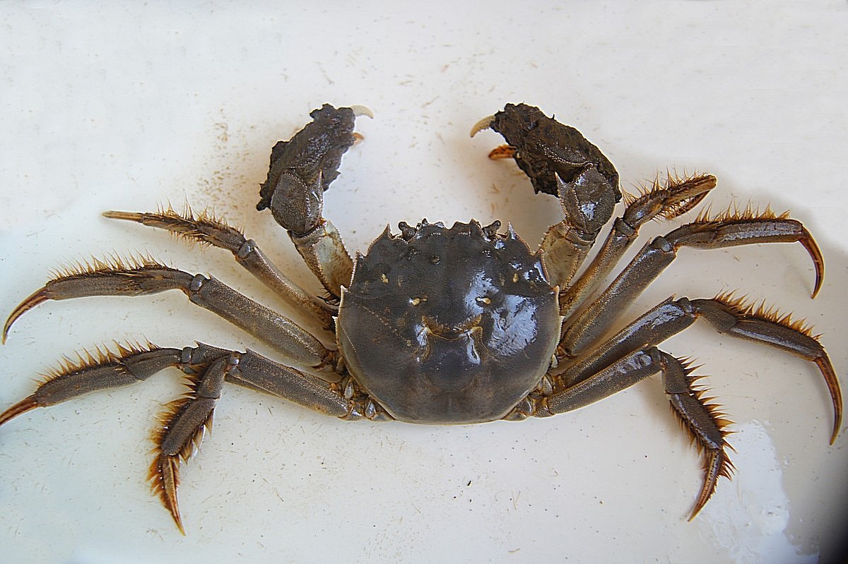 农之初固城湖大闸蟹