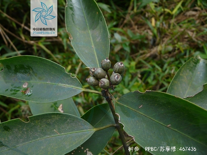  p>树参(学名: i>dendropanax dentiger /i> (harms) merr.