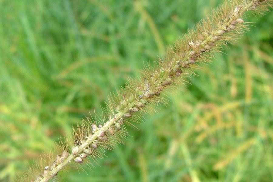  p>非洲狗尾草(学名: i>setaria anceps /i> stapf)是禾本科,狗尾草属