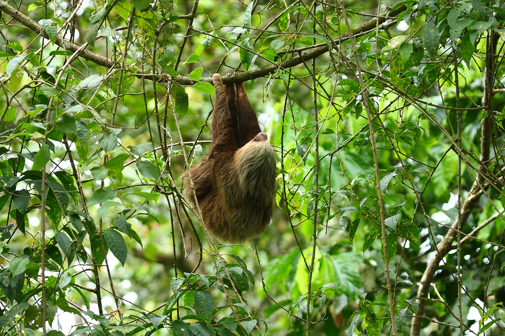  p>霍氏树懒(学名:choloepus hoffmanni)是中美洲及南美洲的一种树懒.