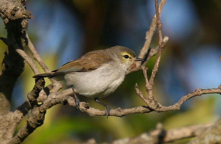  p>西刺莺:西刺莺(dasyornis longirostris),又名长尾刺鸟或长嘴须莺