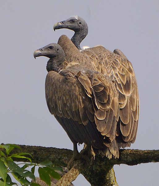  p>细嘴兀鹫(学名: i>gyps tenuirostris /i>):是鹰科,兀鹫属的鸟类.