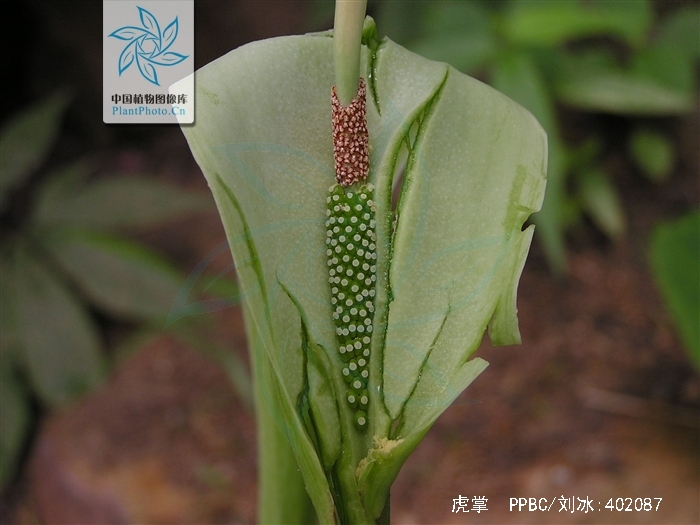  p>虎掌(学名: i>pinellia pedatisecta /i> schott)是 a href="#"