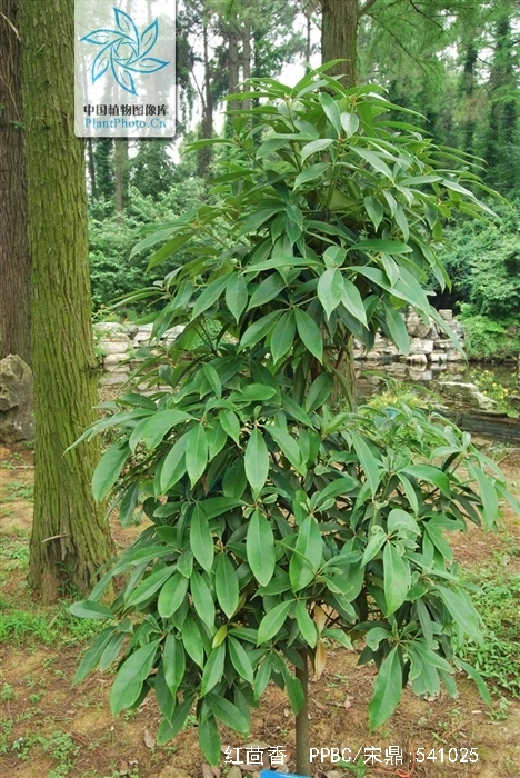 茴香,(学名: i>illicium henryi /i>)又名:山木蟹,木蟹,山桂花,大茴