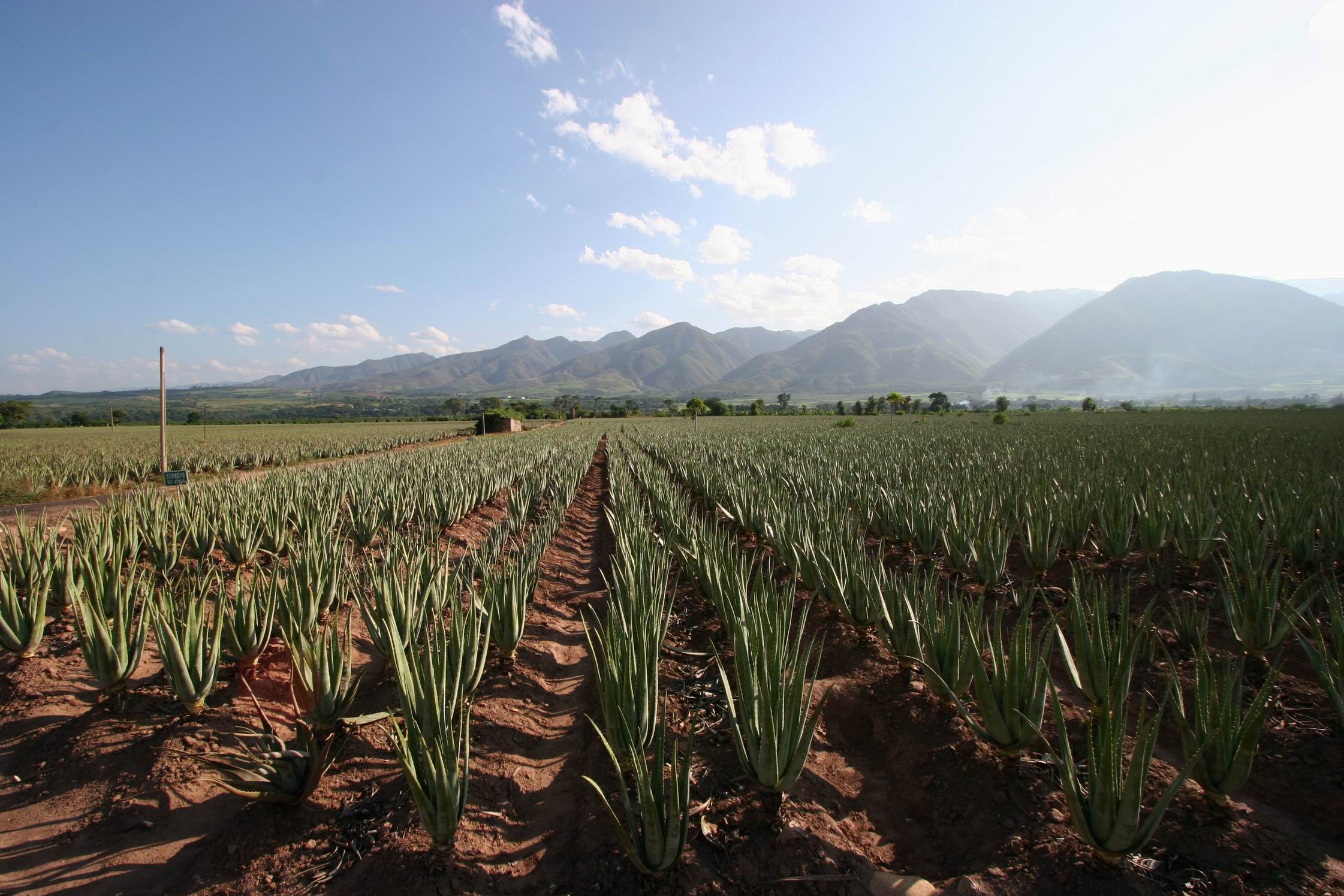  p>云南万绿生物股份有限公司成立于1999年,是国内从事芦荟产业开发的