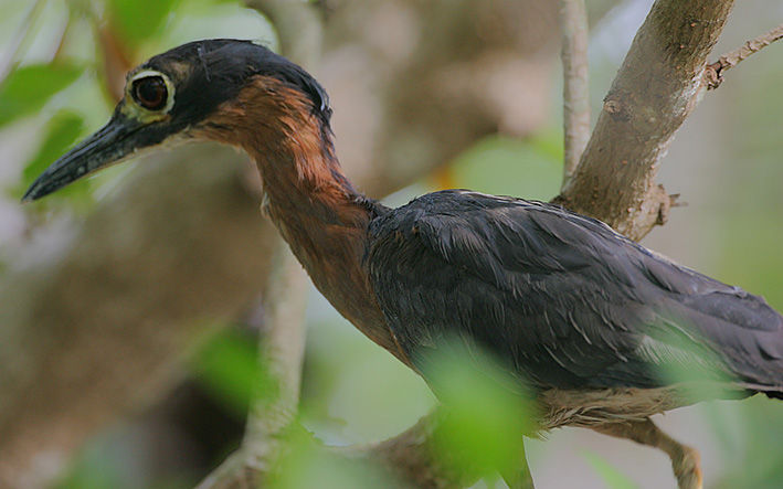  p>白背夜鹭(学名: i>gorsachius leuconotus /i>,英文名:white