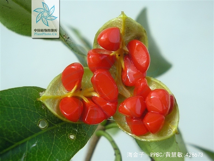  p>海金子( i> /i> i>pittosporum illicioides makino /i> i> /i>)