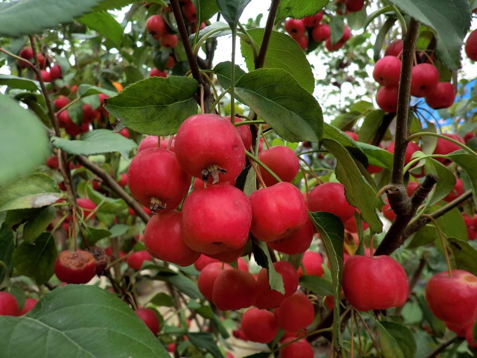  p>山楂海棠,是一种 a target="_blank" href="/item/苹果属">苹果属 