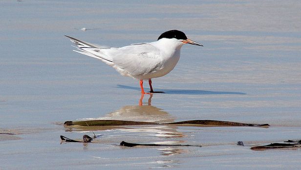  p>粉红燕鸥(学名: i>sterna dougallii  /i>):是鸻形目,燕鸥科,燕鸥