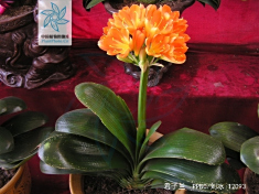 君子兰花果
