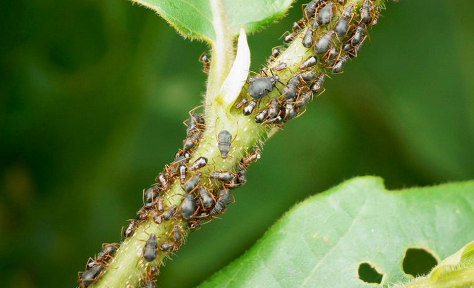  p>昆虫名,为 a target="_blank" href="/item/同翅目/4068751" data