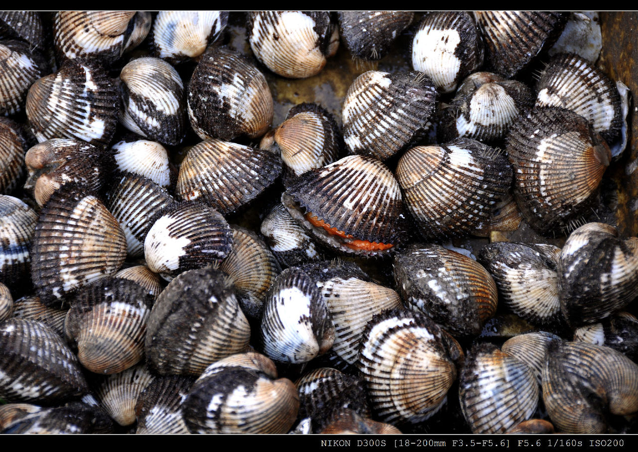  p>毛蚶(学名: i>scapharca subcrenata /i>)是蚶科,毛蚶属贝类.