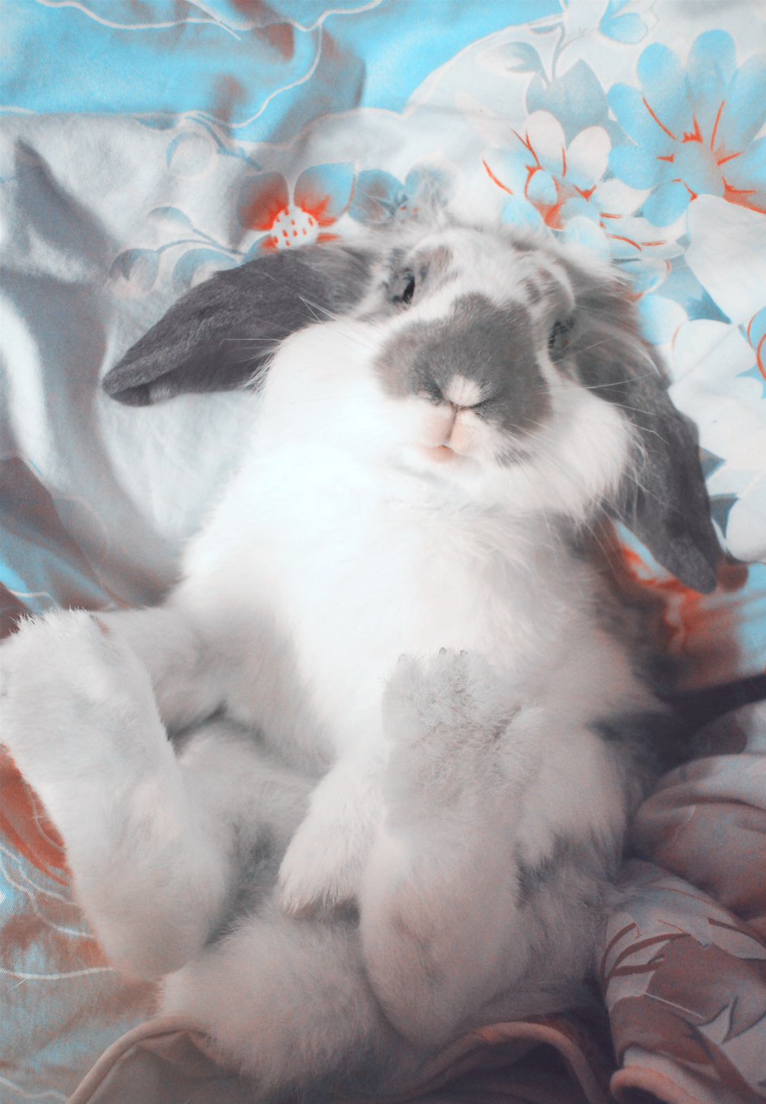 美国迷你垂耳兔