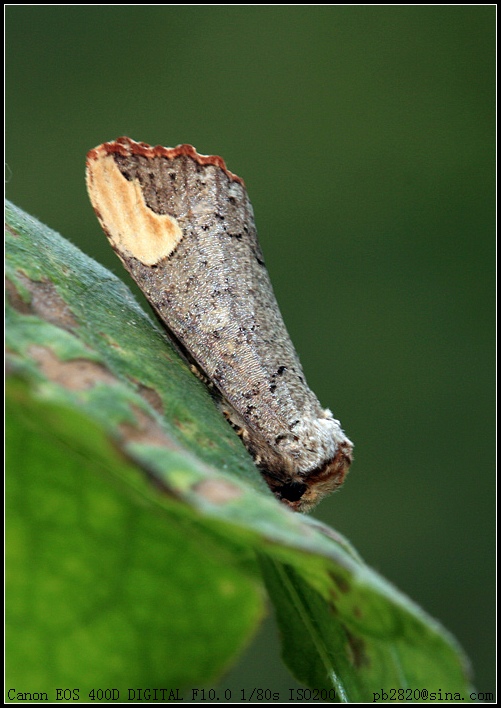 p>黄掌舟蛾, i>phalera assimilis  /i>(bremer et grey),属昆虫纲