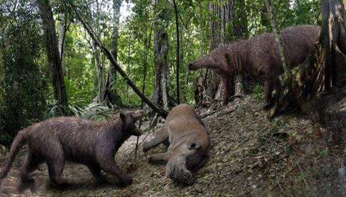 裂肉兽(sarkastodon)