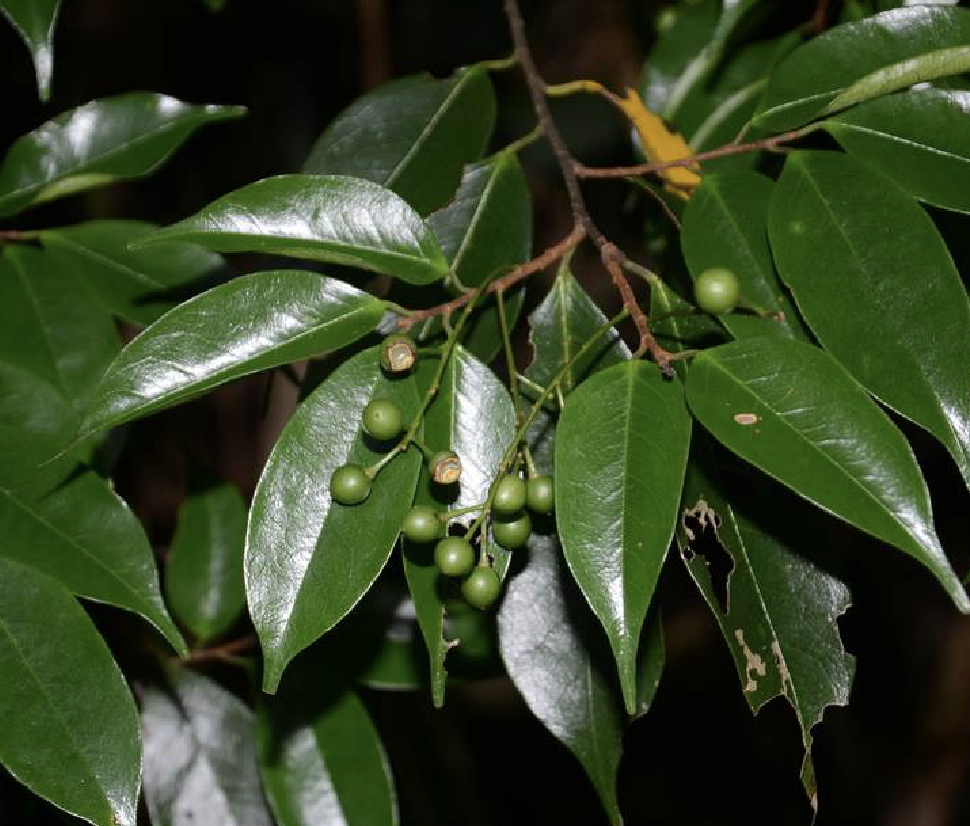  p>桂樱(学名: i>prunus /i>  i>laurocerasus /i> l.