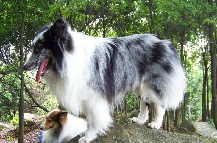 小型苏格兰牧羊犬