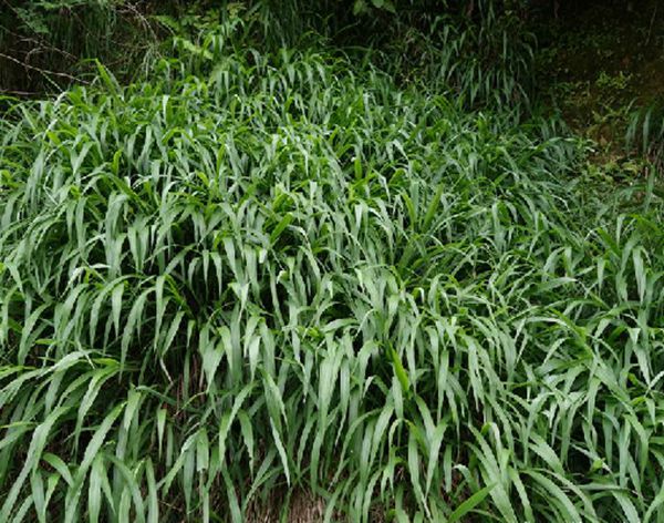 paspalum notatum flugge