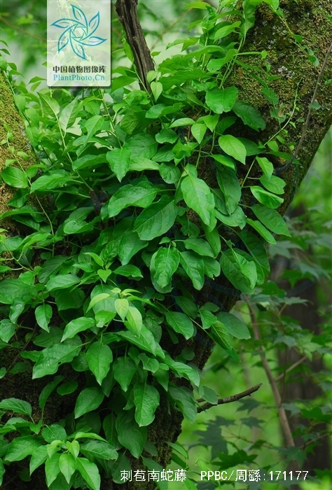 刺苞南蛇藤