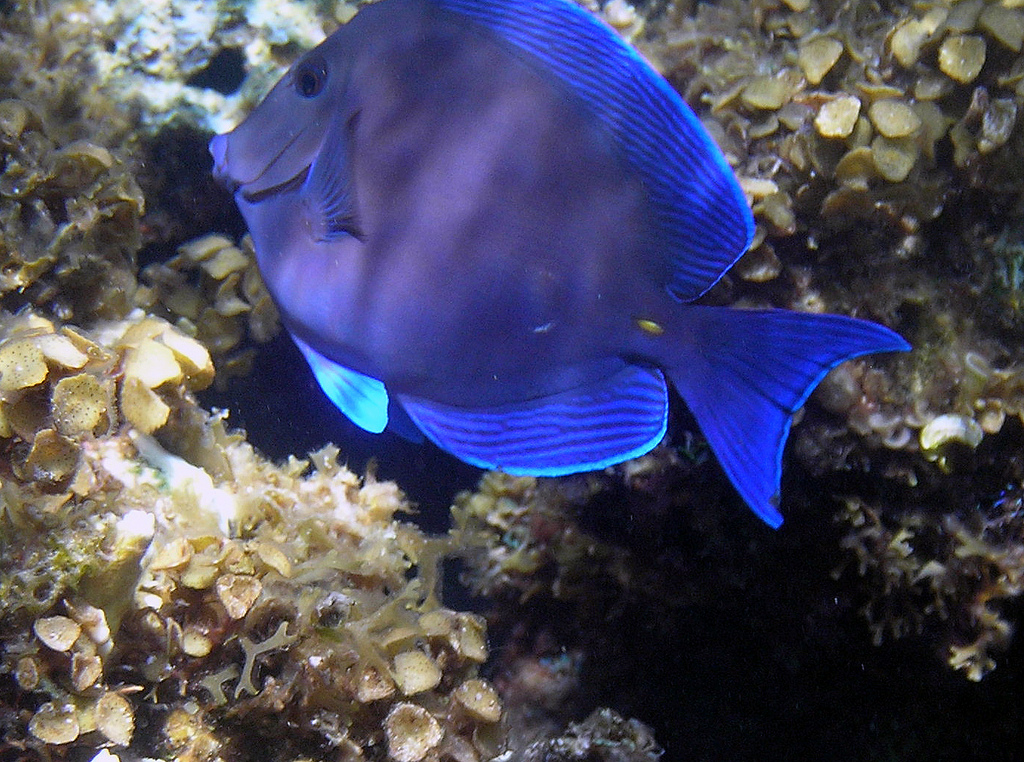  p>蓝刺尾鱼(学名:acanthurus coeruleus).此鱼体呈卵圆形.