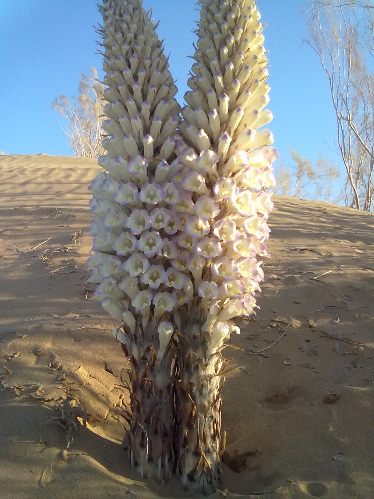  p>沙苁蓉,植株高15--70厘米.