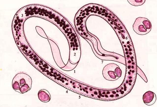  p>微丝蚴(microfilaria)是指丝虫的第一期幼虫.